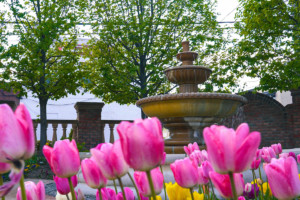 Fountain Flowers and Fountain